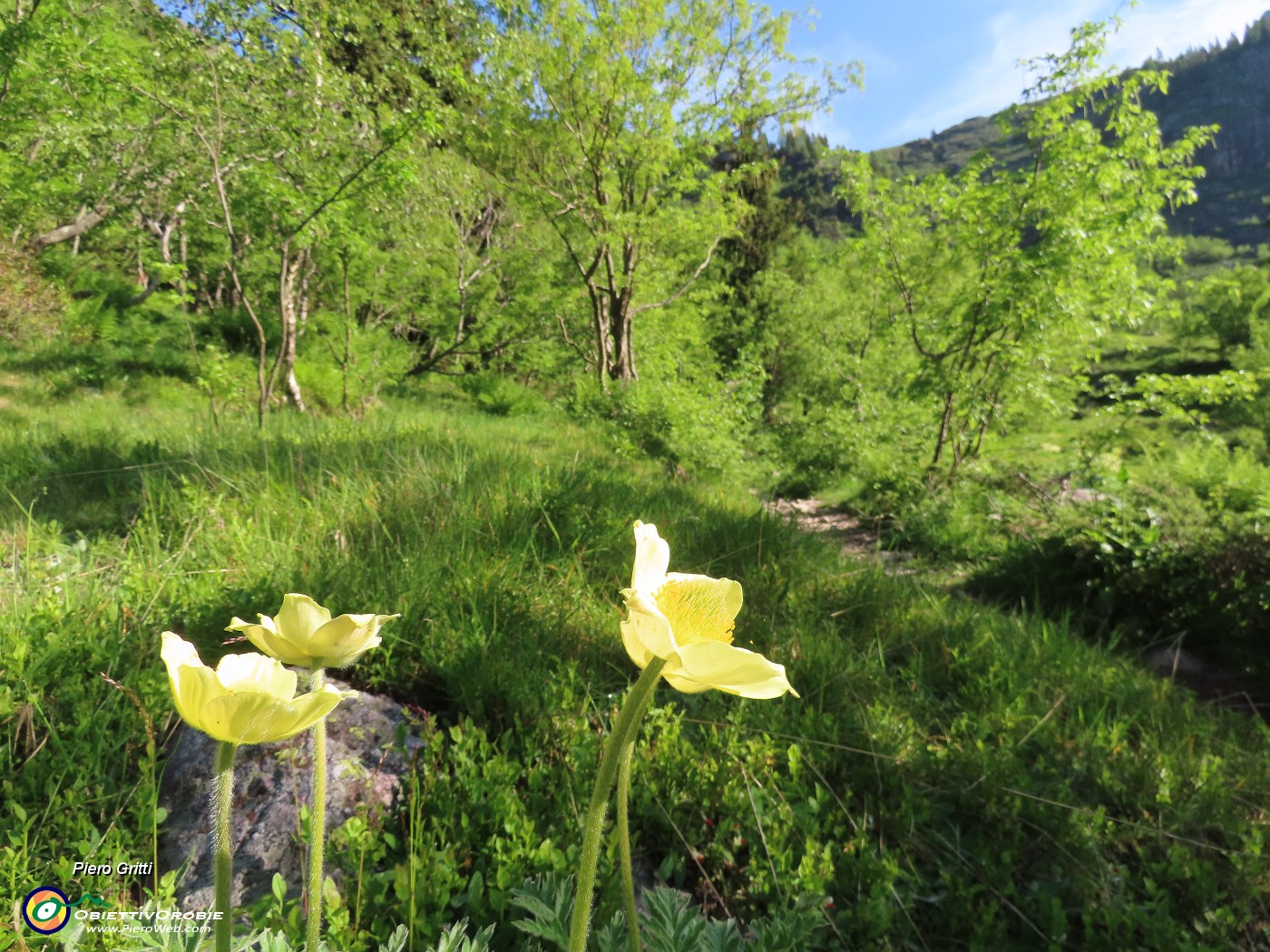 04 Alla partenza dalla conca di Mezzeno fiori gialli di Pulsatilla alpina sulphurea .JPG